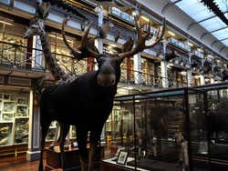 Museu de História Natural de Dublin